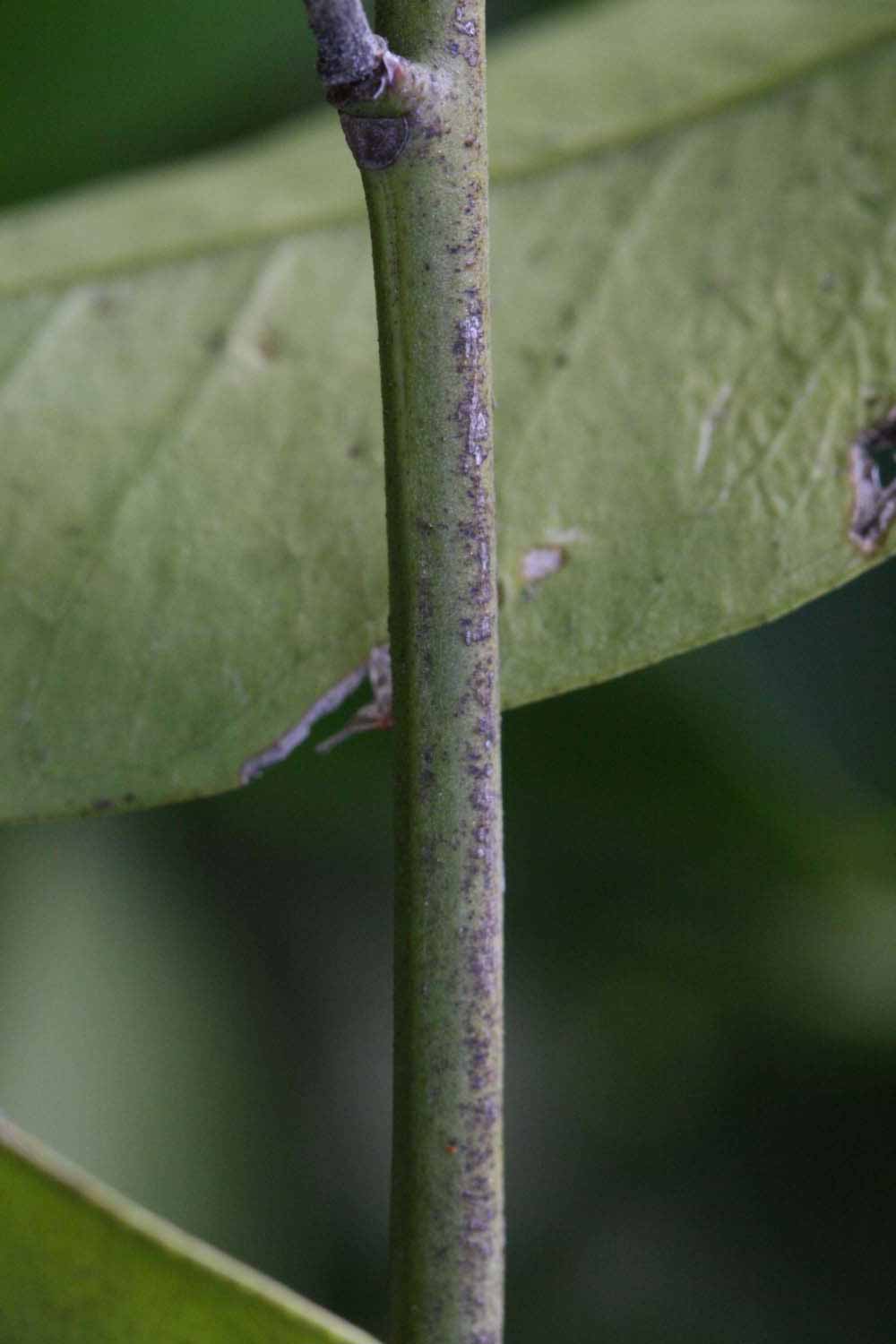              Second - third year twig (Rotuma Island, Riverside, CA)       